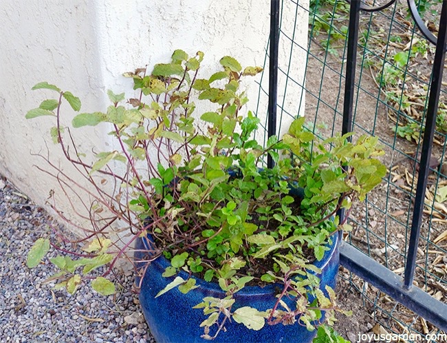 mint-in-winter-before-pruning-feeding-copy_new.jpg