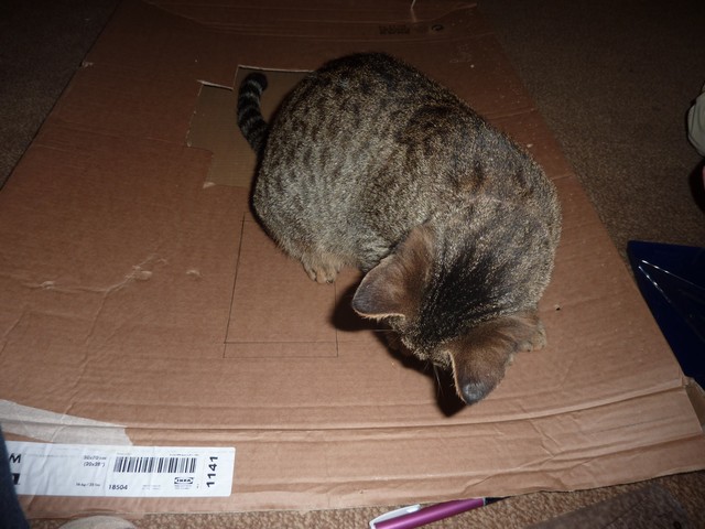 misha on box 2.jpg