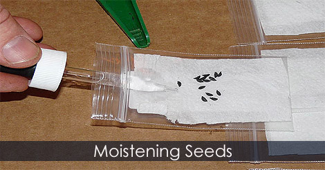 moistening-seeds-scarification.jpg