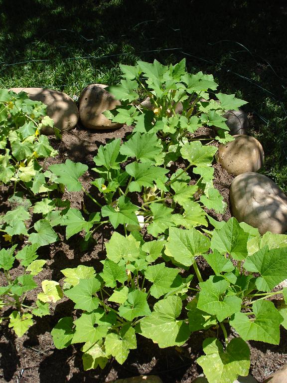 monster squash plants.JPG