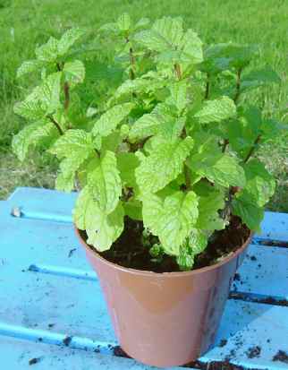 morrocan%20tea%20mint%20plant%20mail%20order%20large.jpg