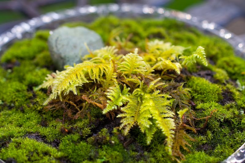 moss_tabletop_garden_2.jpg