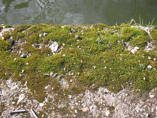 mossonriverbank.jpg