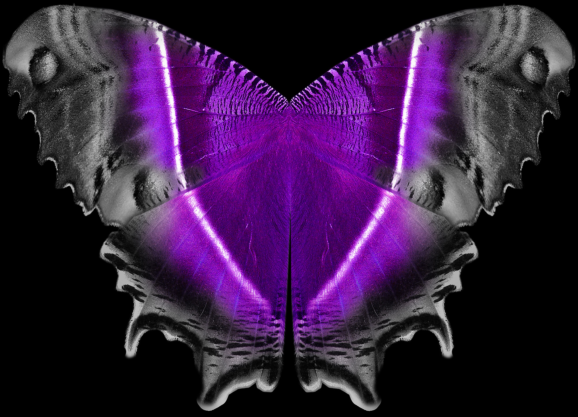 moth wings4.jpg