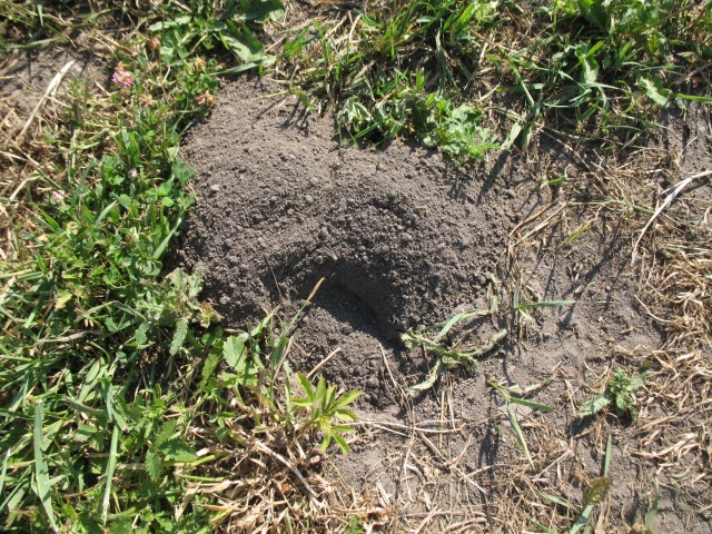 mound06.jpg