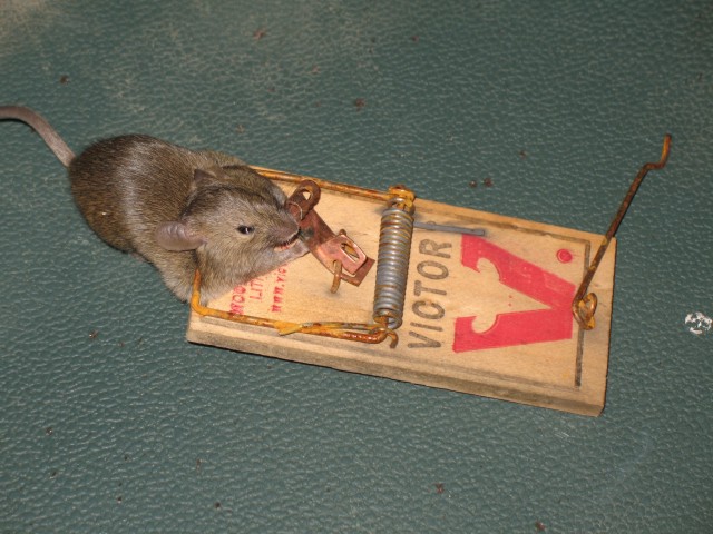 mouse_8612.jpg