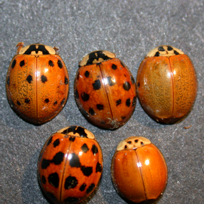 multicolor_ladybeetle.png