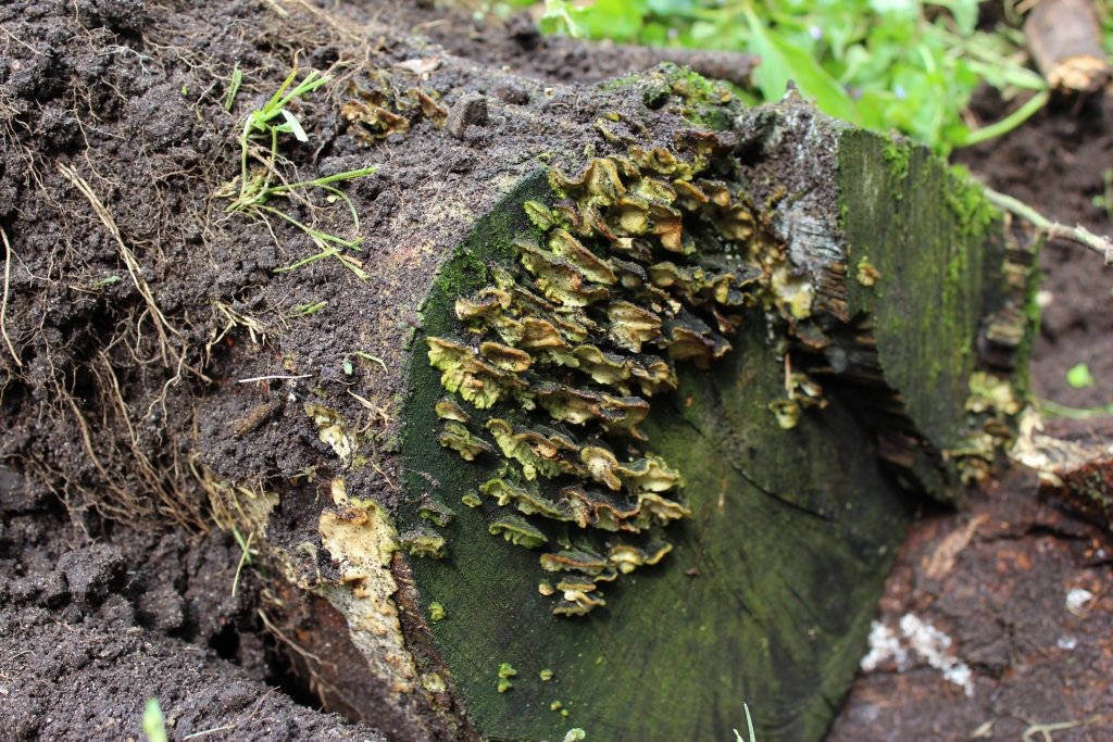 mushroom hugelkultur.jpg