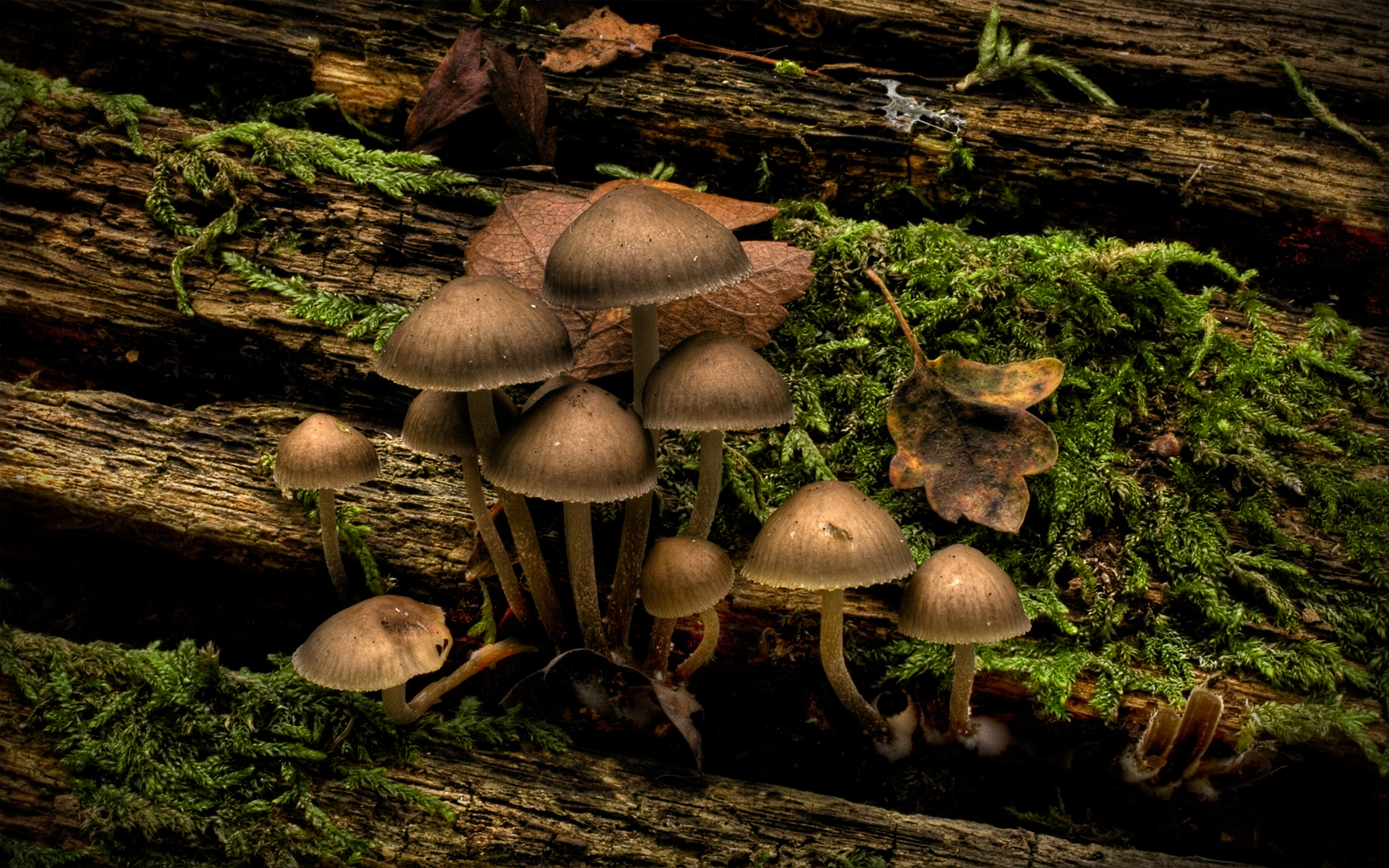 mushroom-12360-12919-hd-wallpapers.jpg