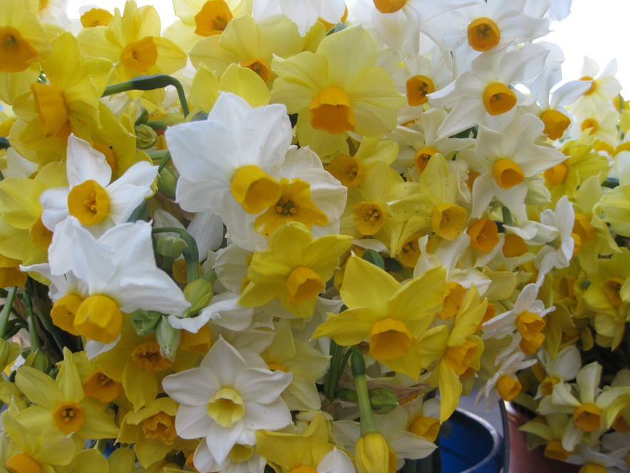 narcissus blossoms mixed colors.jpg