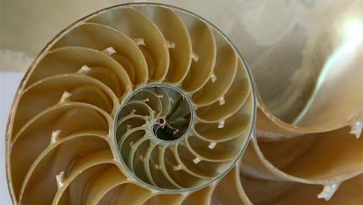 nautilus-feat.jpg.560x0_q80_crop-smart.jpg