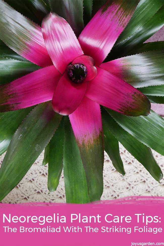 neoregelia-plant-care-tips_new.jpg