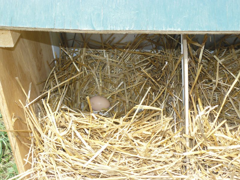 nestbox3.JPG