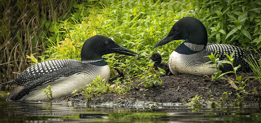 nesting-loon-pictures-2-loon-images.jpg