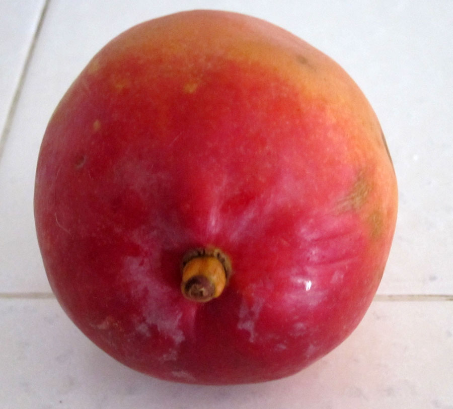 nice ripe mango.jpg