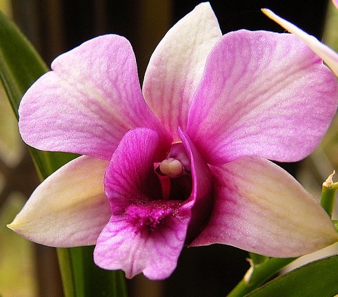 orchid-flower-14.jpg