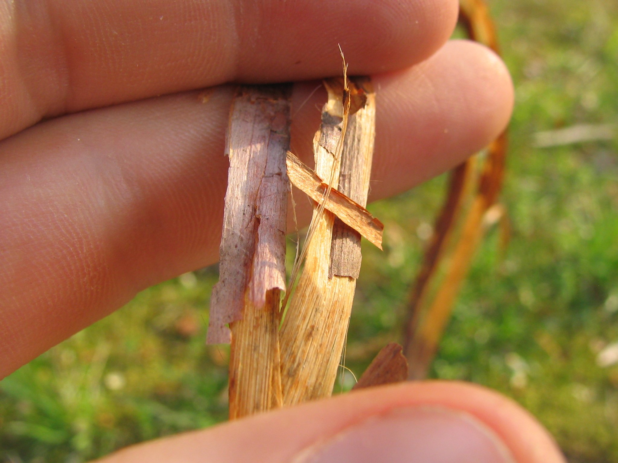 outer bark closeup.JPG