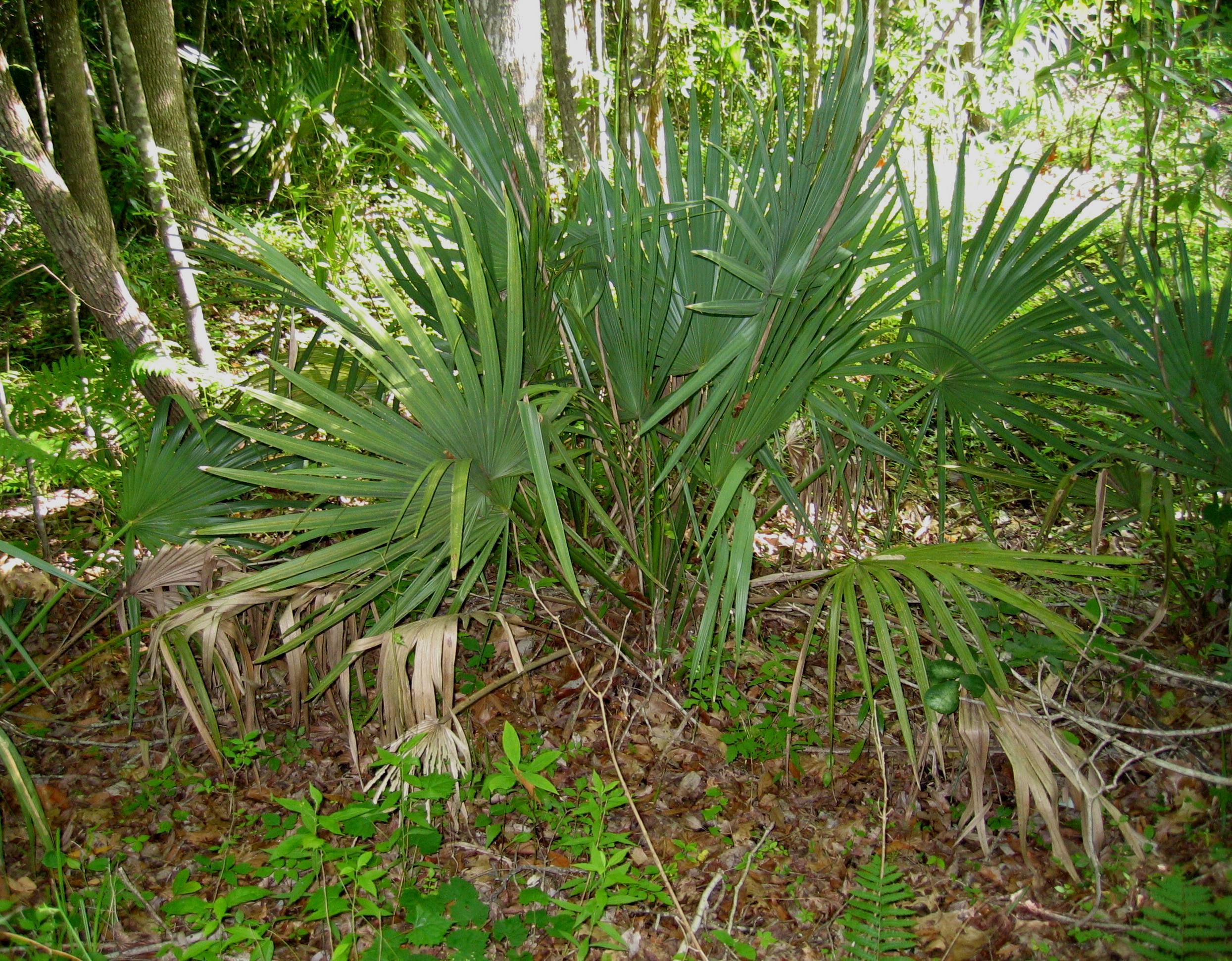 palmetto.jpg