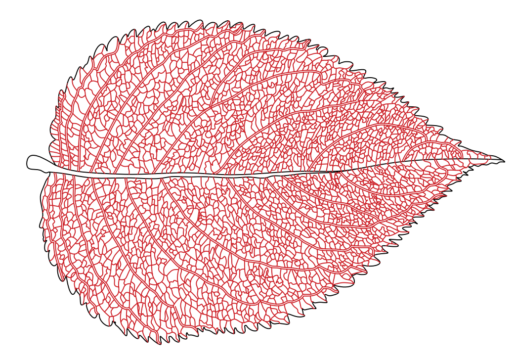 patternleaf.PNG