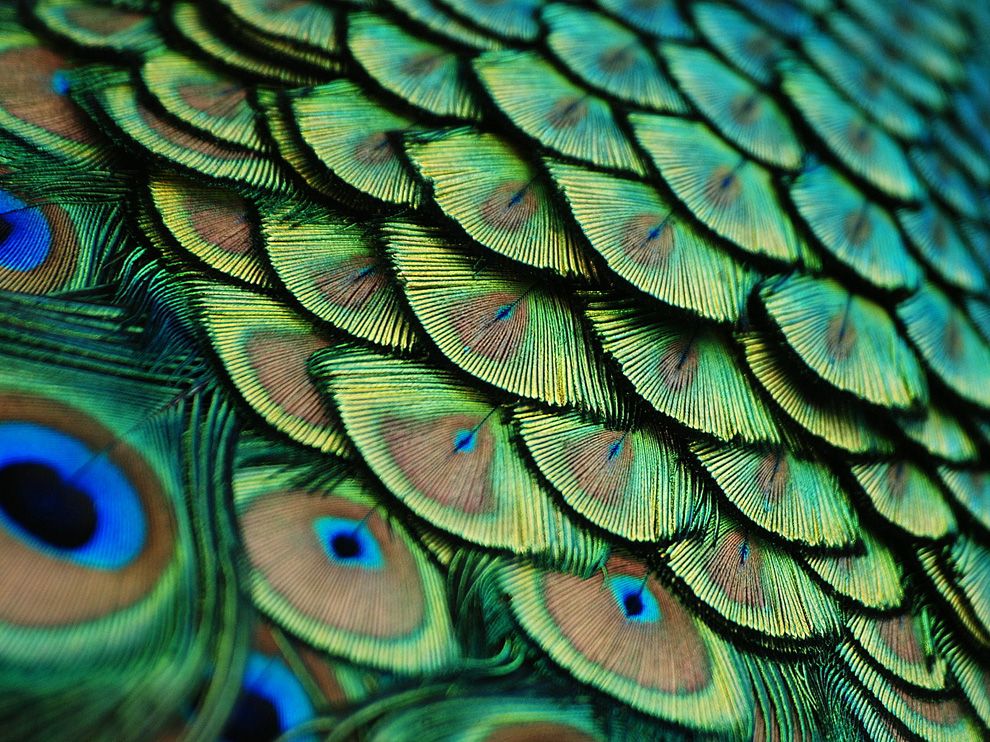 peacock-feathers-Photograph by Lorenzo Cassina.jpg