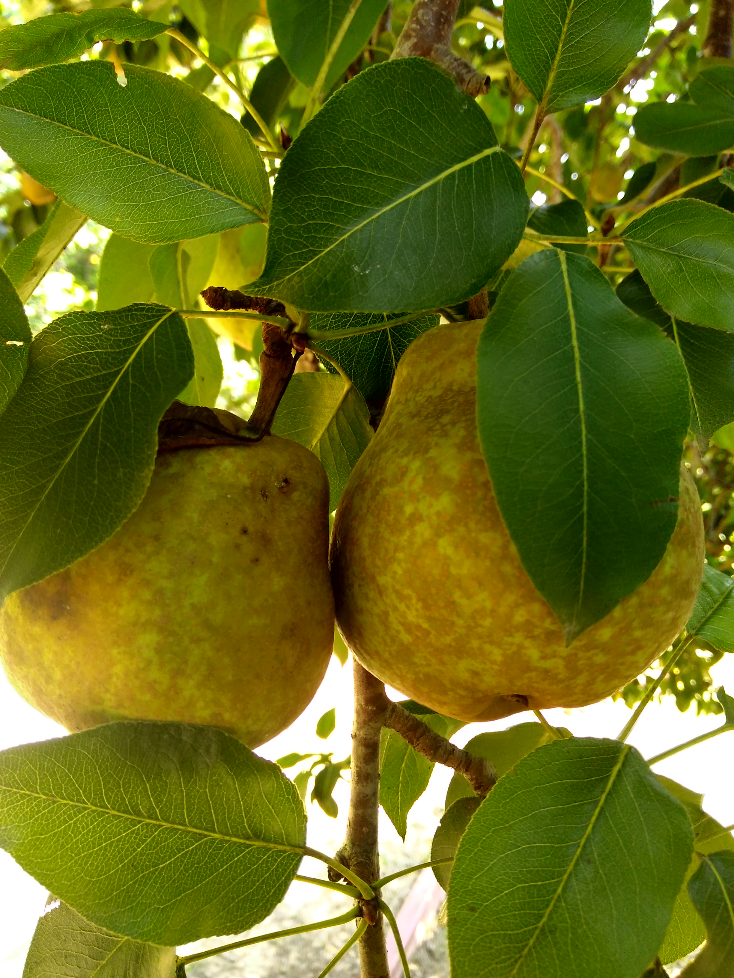 pear 1.jpg