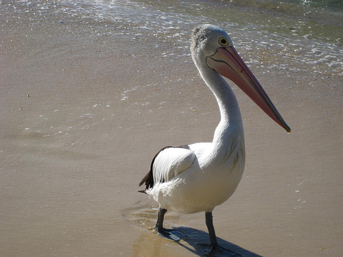 pelican.jpg