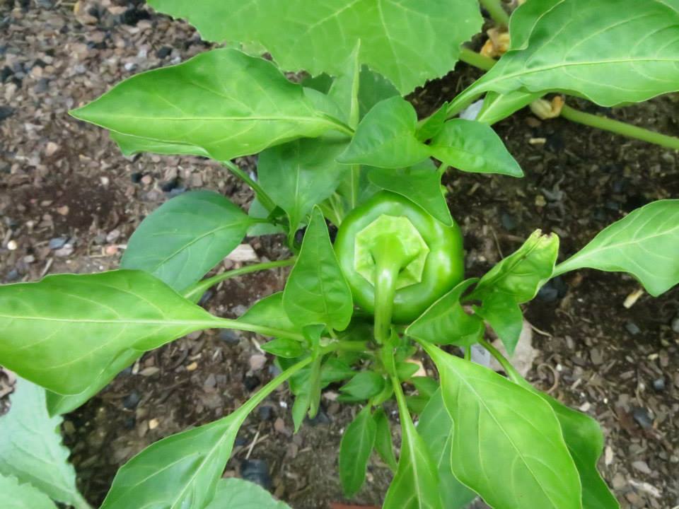 pepper plant.jpg