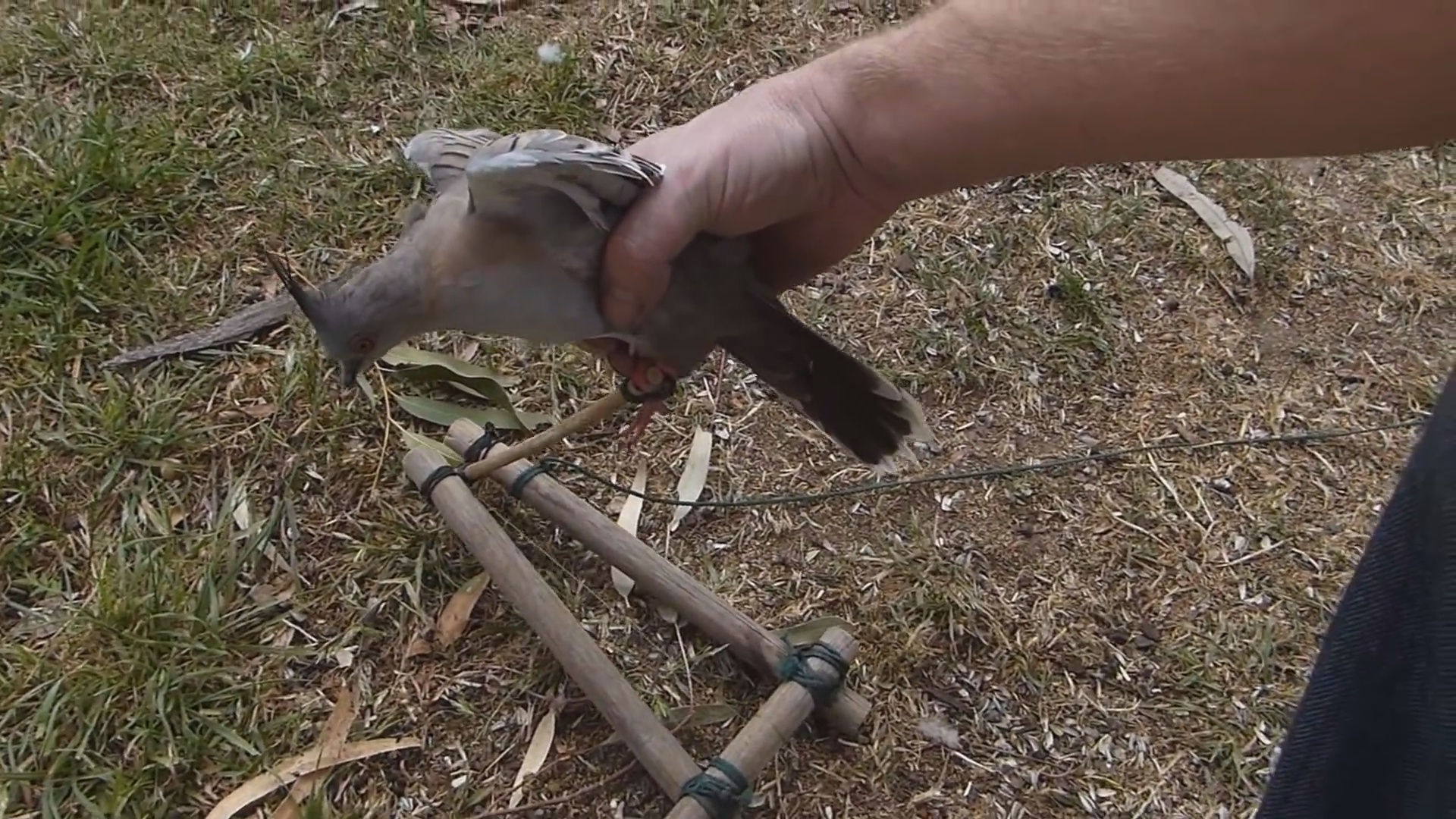 pidgeon hold.jpg