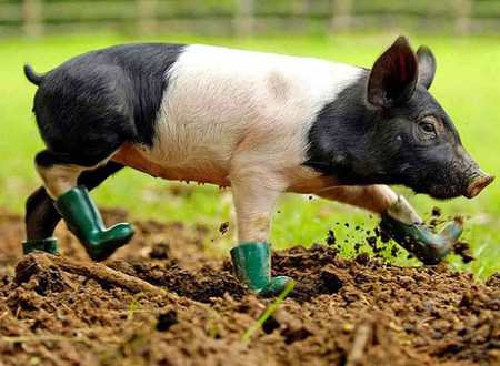 pig boots.jpg