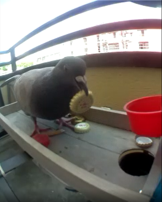 pigeon.png