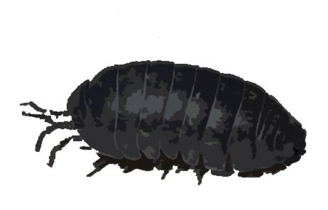 pillbug.jpg