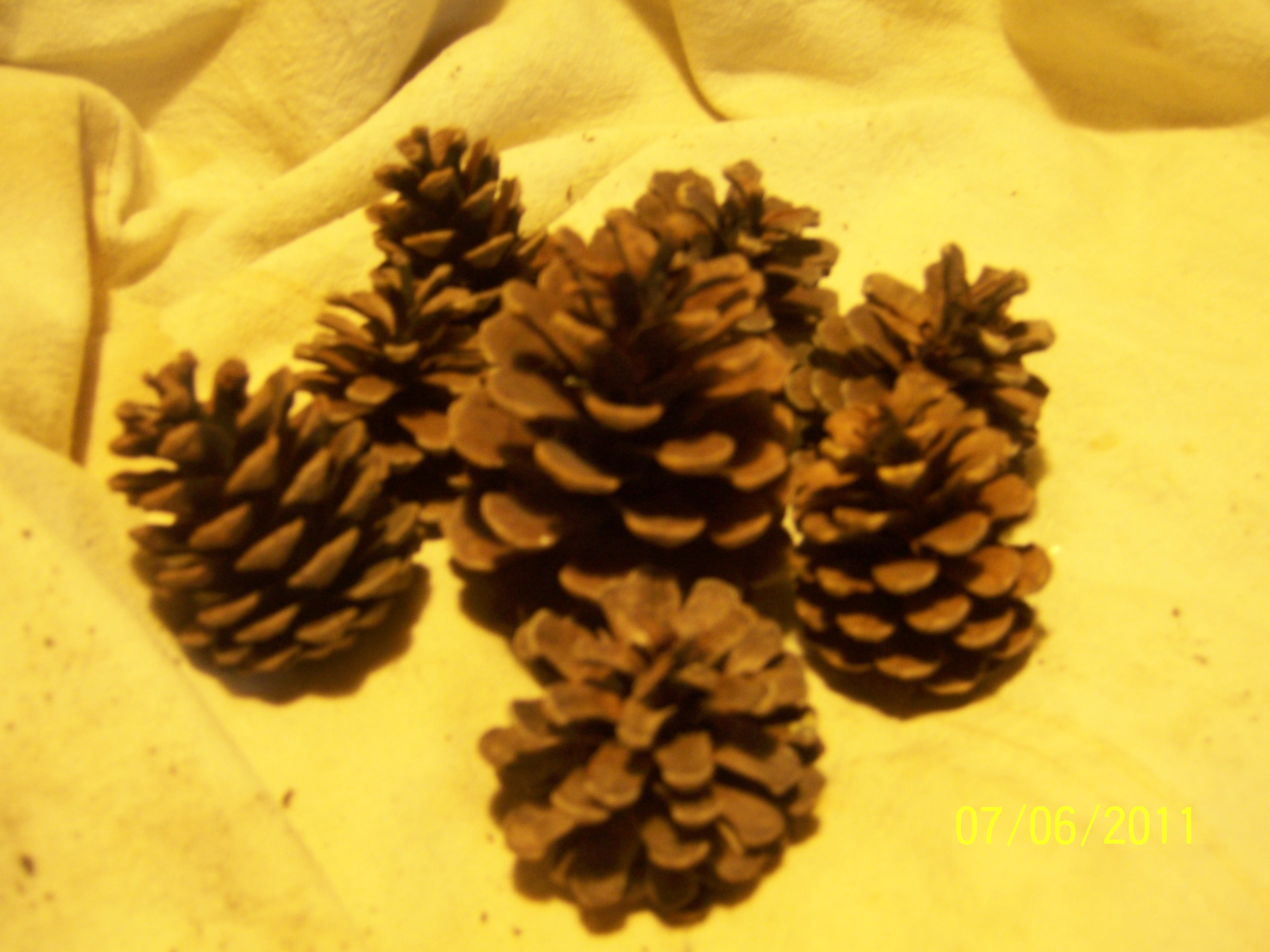 pine cones.JPG