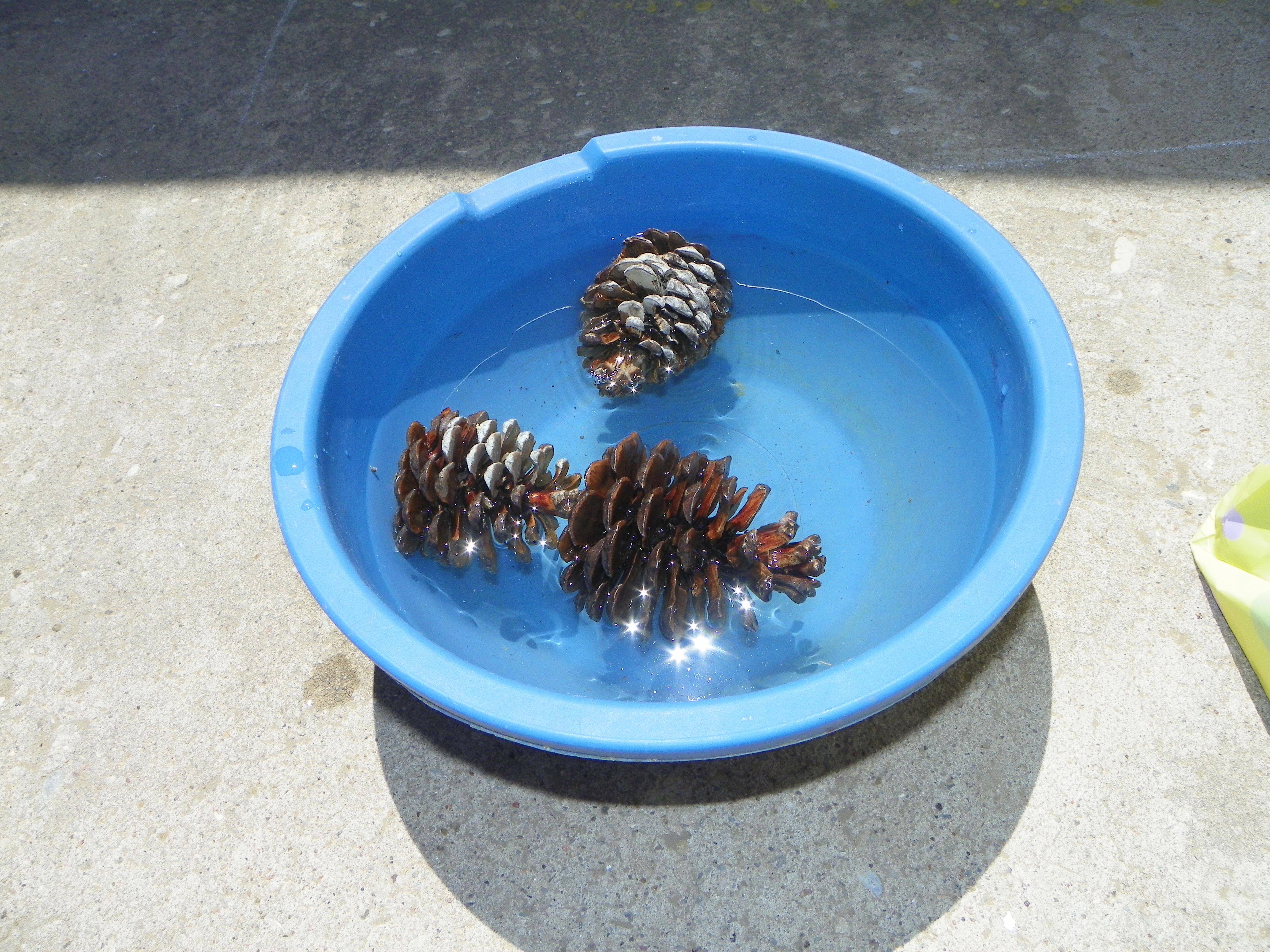 pinecones 004.jpg