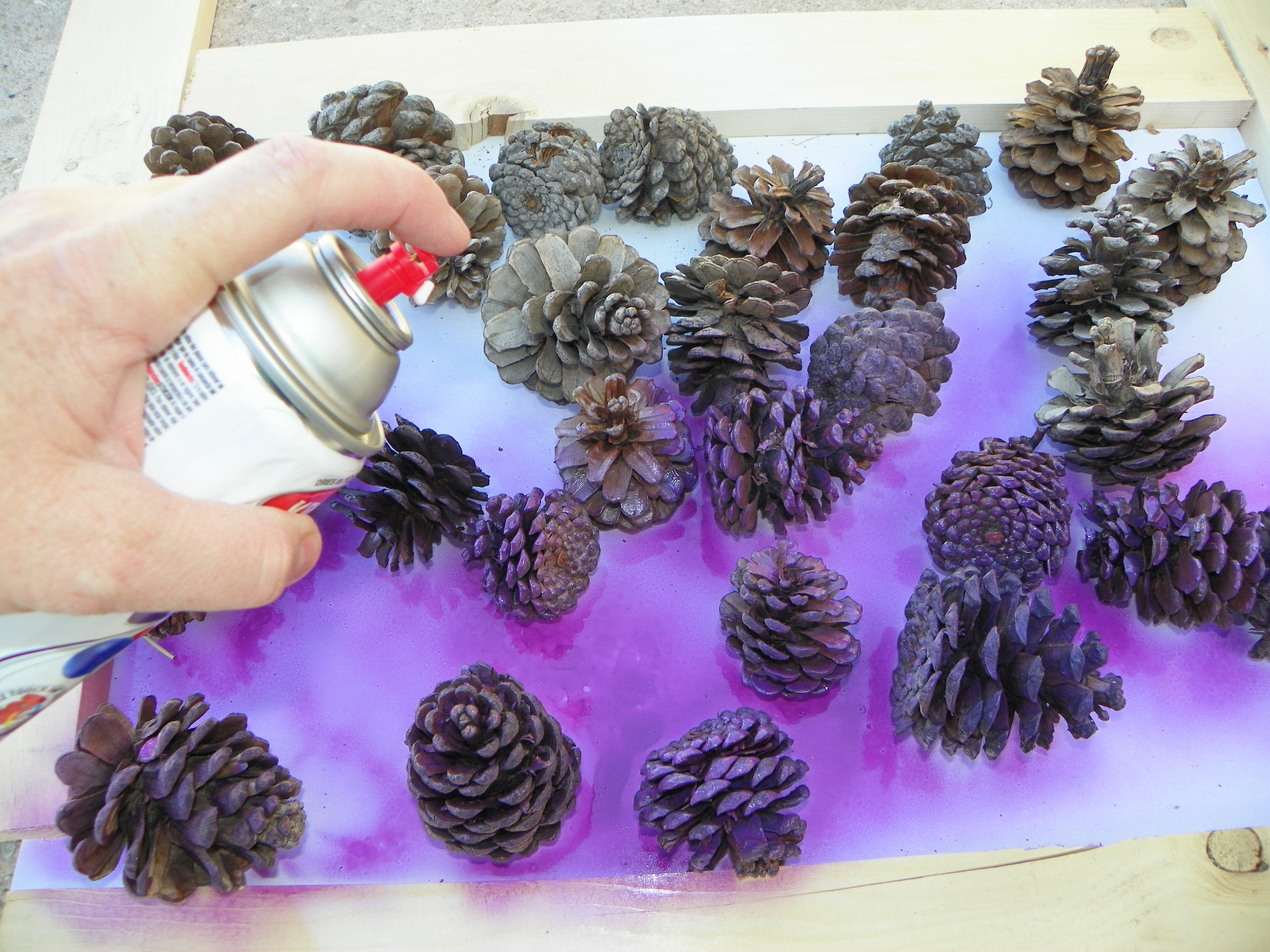 pinecones 006.jpg