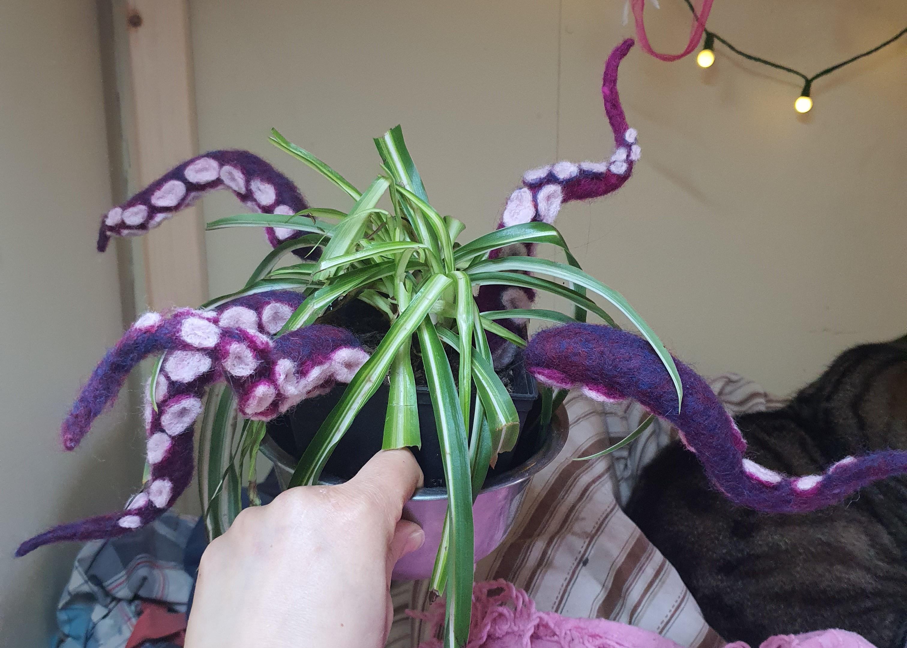 pinktentacle plant.jpg