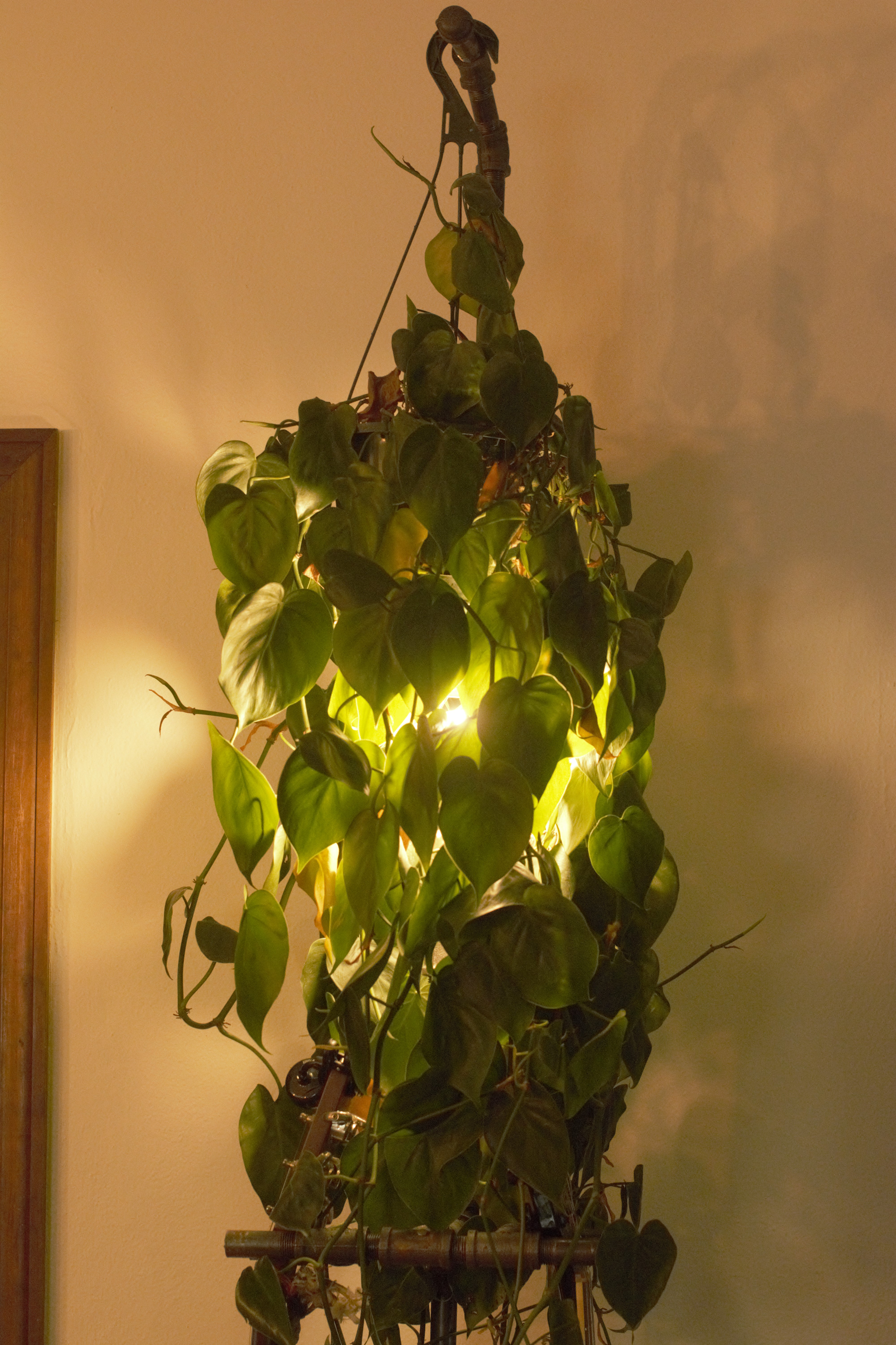 plant lamp1.jpg