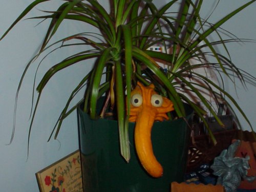 plant peeker.jpg