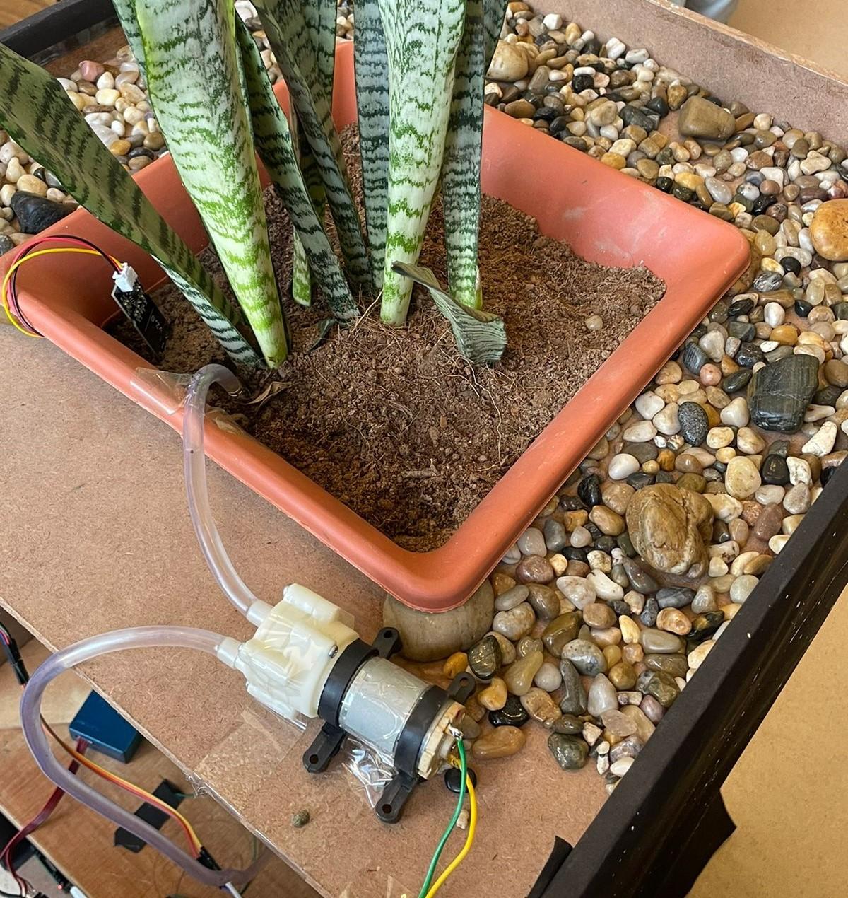 plant.jpg