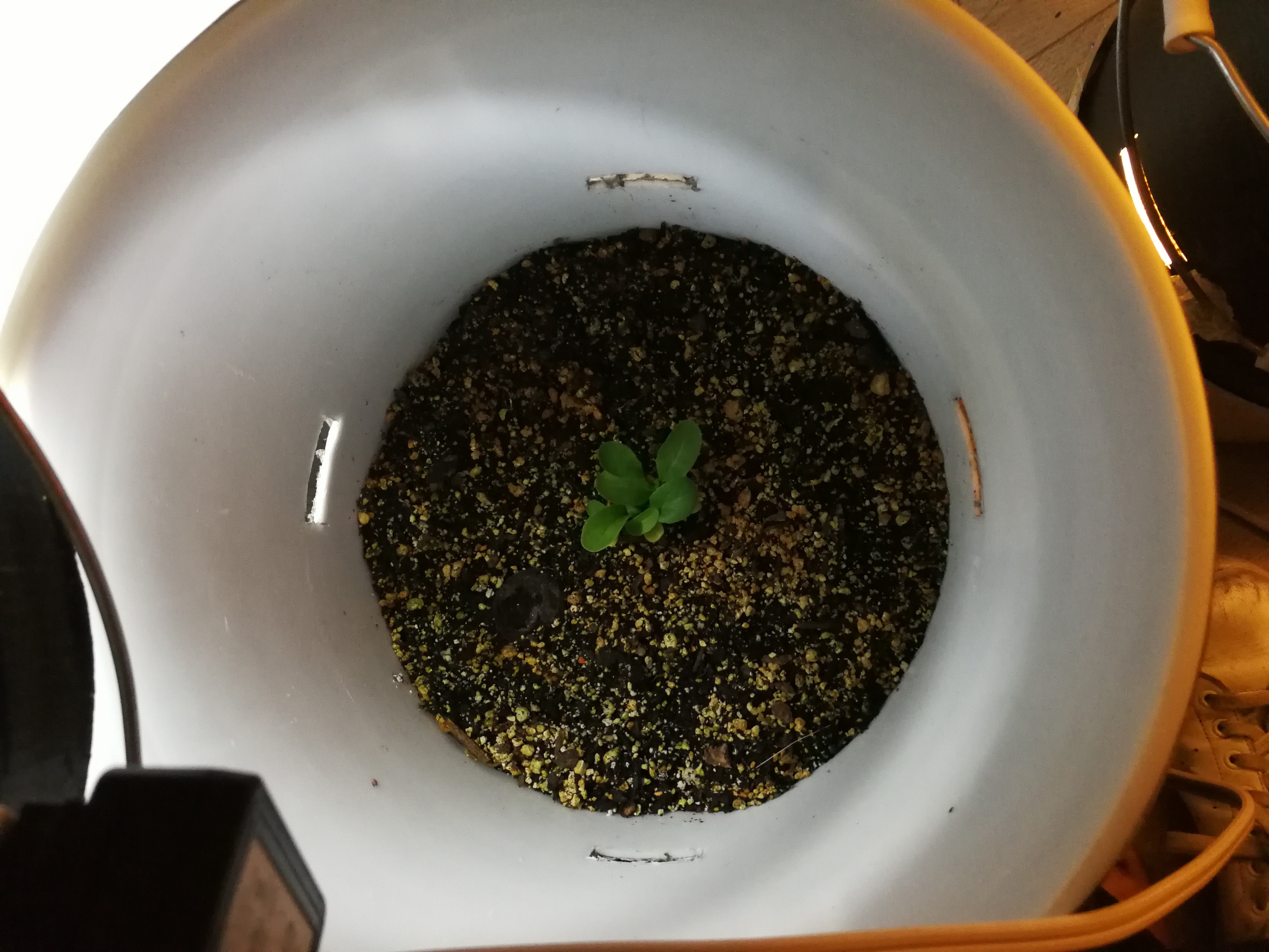 plant_before.jpg