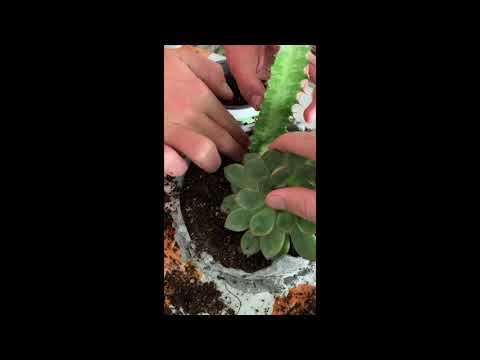 planting