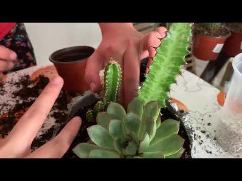 planting 2