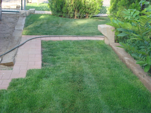 planting water saver grass (154).JPG