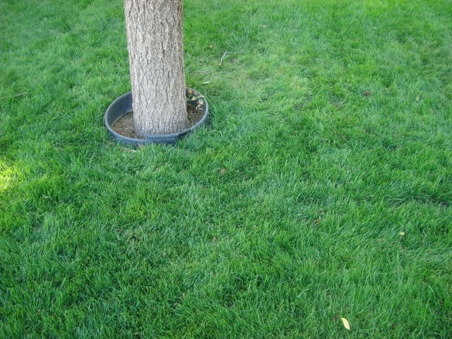 planting water saver grass (162).JPG