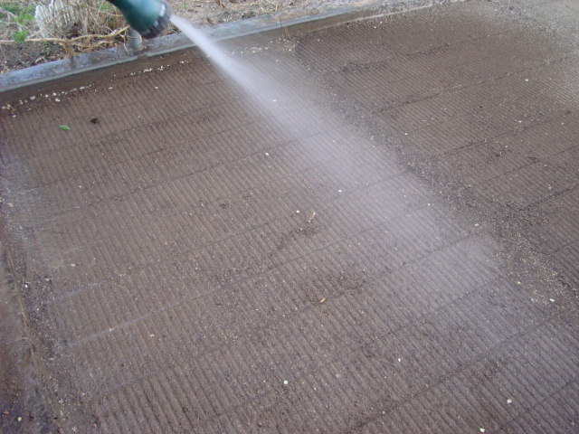 planting water saver grass (175).JPG