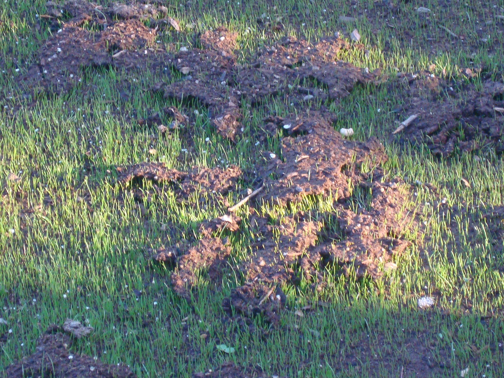 planting water saver grass (198).JPG