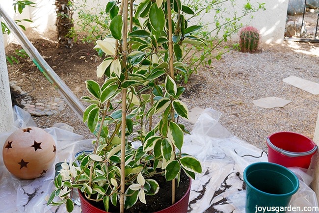 planting-a-hoya-topiary-easily.jpg