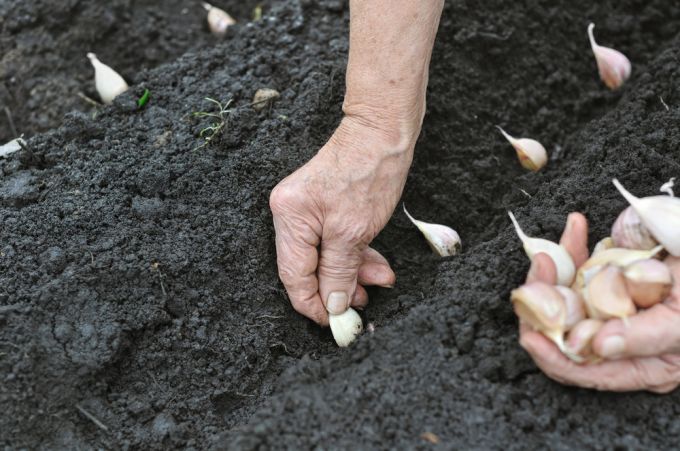 planting-garlic-teleflora.jpg