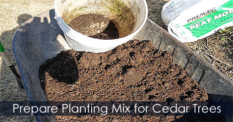 planting-mix-cedar-trees.jpg