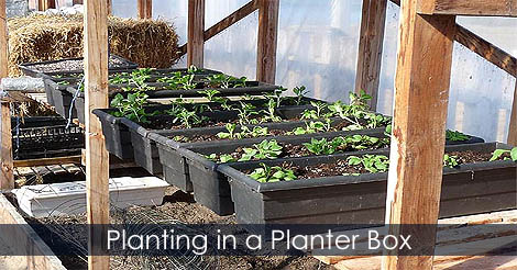 planting-planter-box-diy.jpg