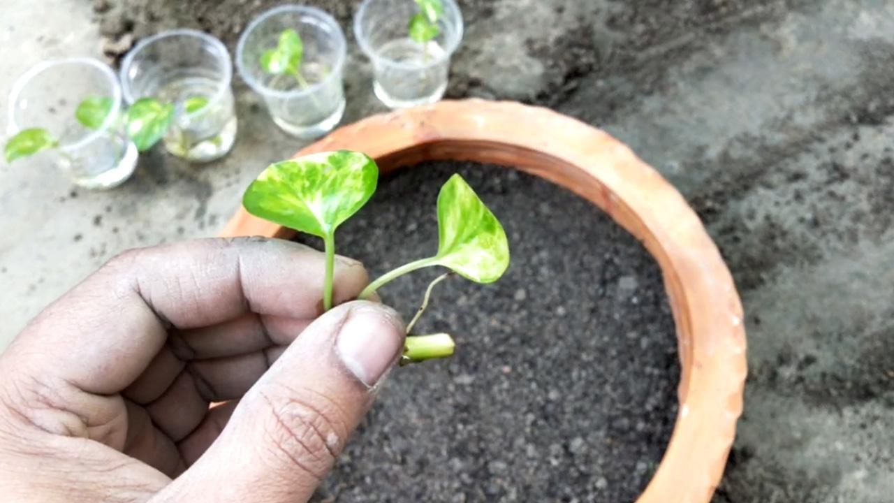 planting-pothos0a.jpg